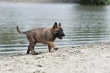 MALINOIS 498